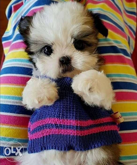 Baby Shih Tzu puppy / dog كلاب 0