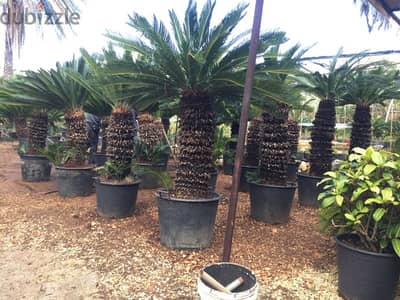 cycas