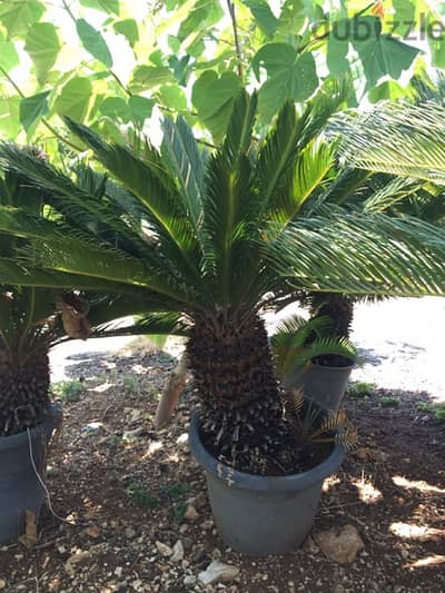 cycas plants شتلة نخيل سيكا