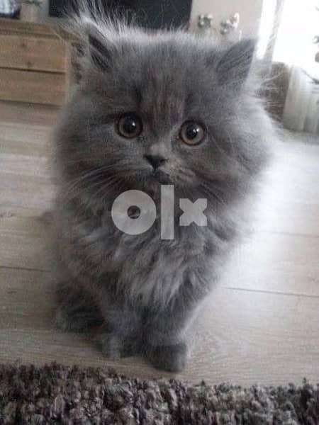 persian grey cat 0