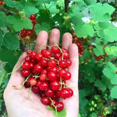 Big Italian Red currant berry/ red ribes