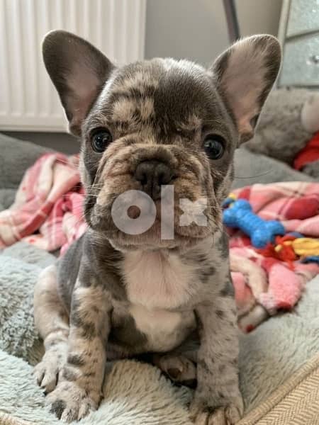 French Bulldog Delivery available Imported 0