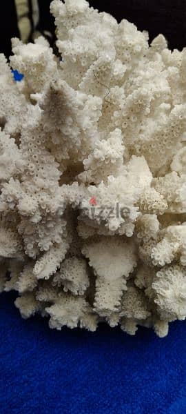 Vintage Piece of Mounted Coral 2