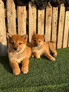 shiba