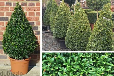 Italian Big Buxus pyramid