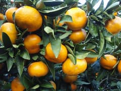 Italian clementine trees