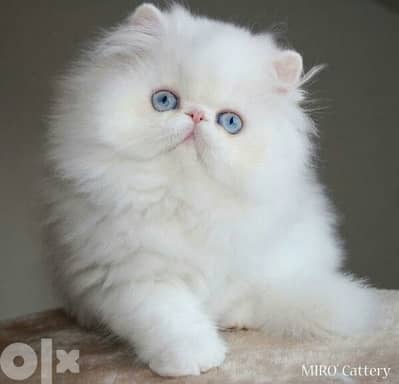 Persian Blue Eyes White Cat قطط