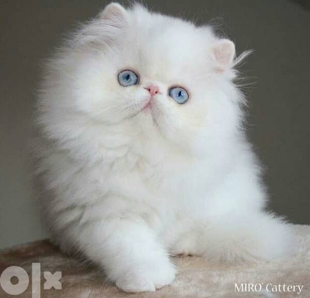 Persian Picky Face Blue Eyes White Cat قطط 0