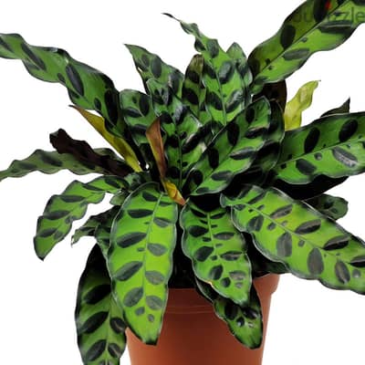 Calathea lancifolia