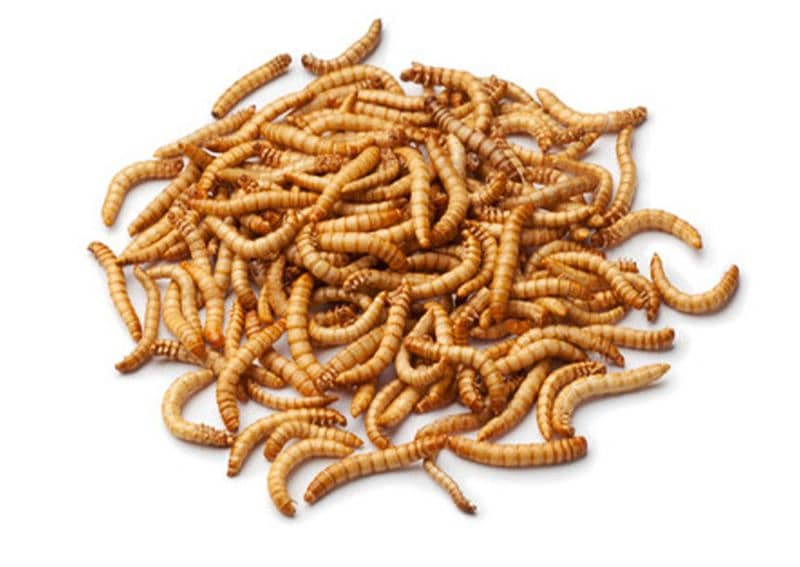 Mealworms / Superworms 0