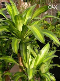 Dracena special leaves indoor plant