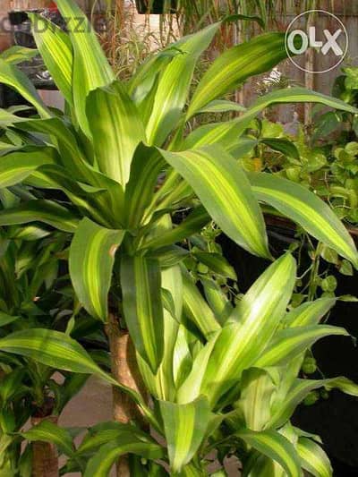 Dracena