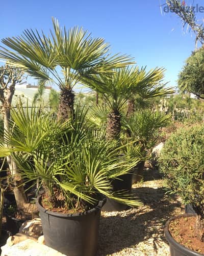 chamaerops humilis كاميروبس