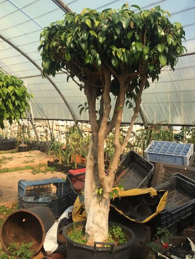 ficus benjamina tige ڤيكوس بنجامينا