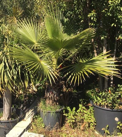 washingtonia واشنطونيا