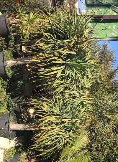 dracena draco plant دراسينا دراغو