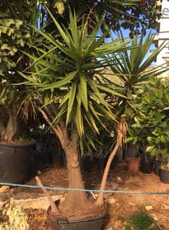 yucca plant يوكا 0