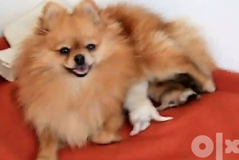 cutest pomeranian boys and girls 0