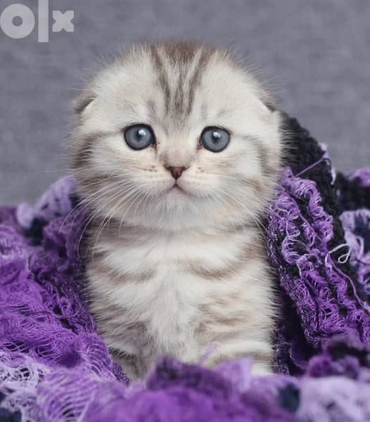 Scottish fold silver chinchilla imported kitten 0