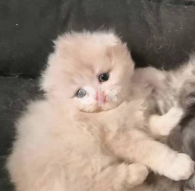 Gold Scottish fold kitten delivery available  cream