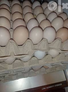 بيض بلدي للتفقيص ٣٠ بيضة ب 10 دولار 0