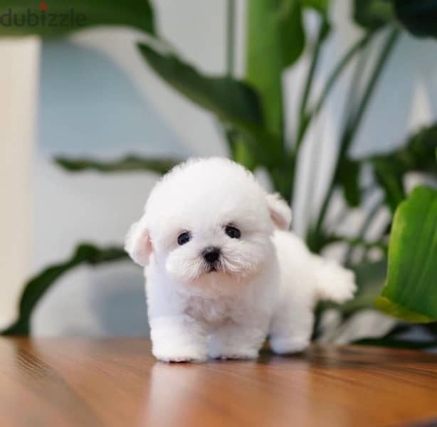 Mini Maltese 2