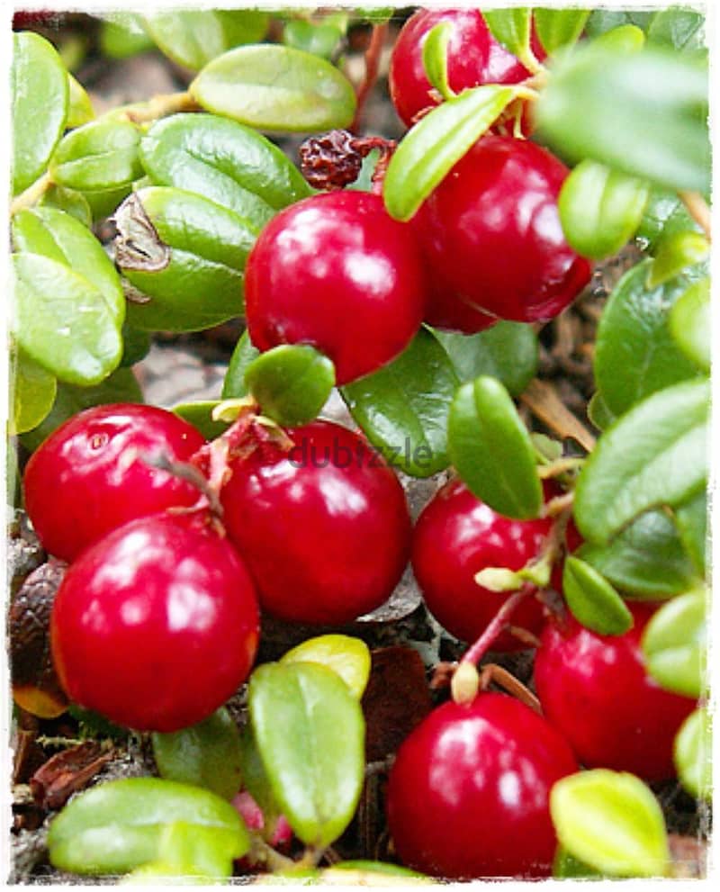 American cranberry 1