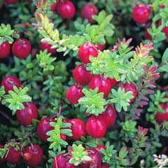 American cranberry