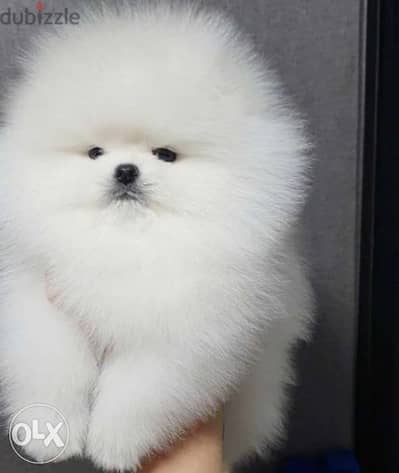 Pomeranian