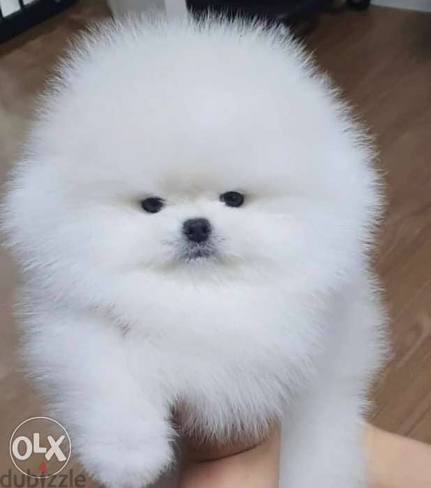 Teacup store pomeranian olx