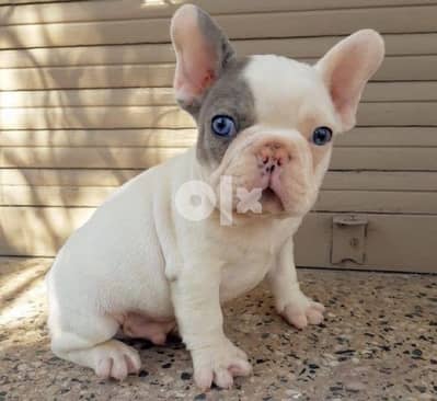 French Bulldog Merle and White imported