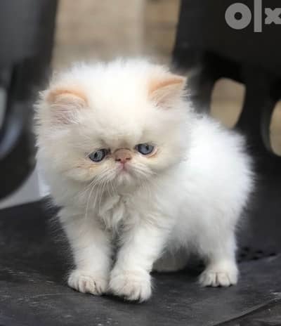 Persian PeakNose White Blue Eyes