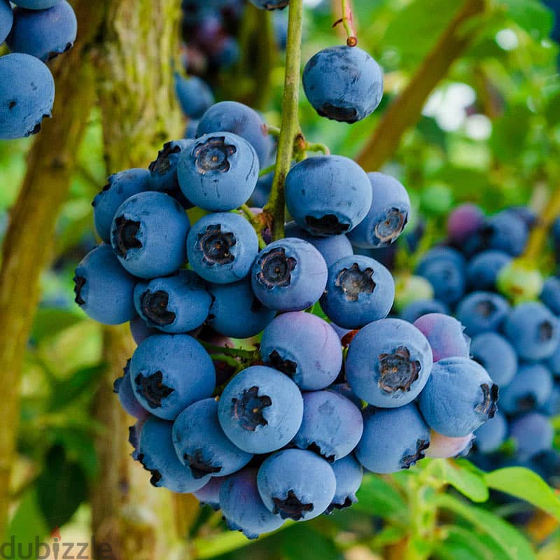 spanish blueberry plants شتول بلوبيري إسبانية 0