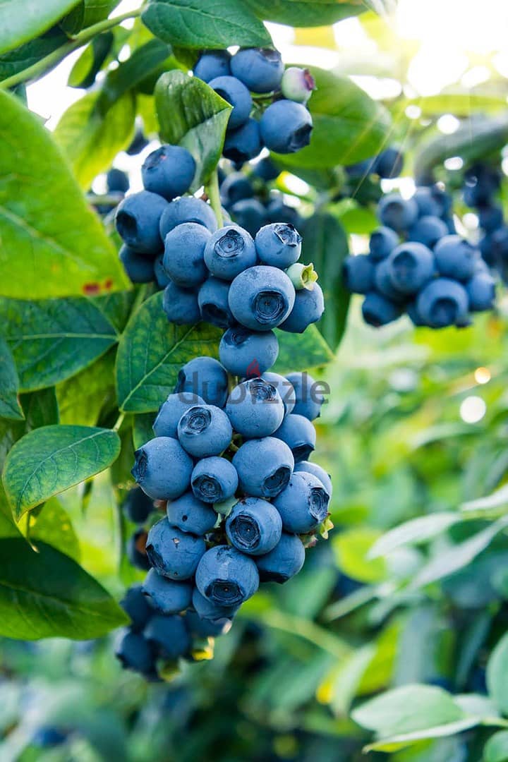 spanish blueberry plants شتول بلوبيري إسبانية 1