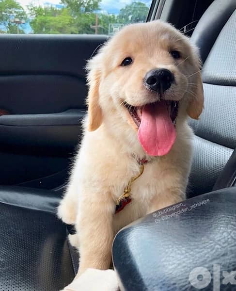 Golden Retriever Gold 0