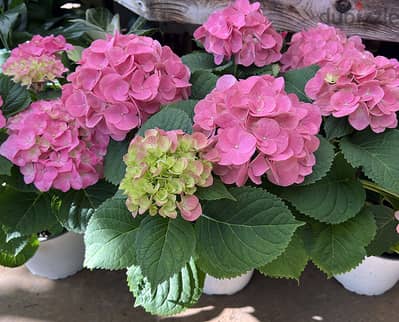 Hortensia flowering plants