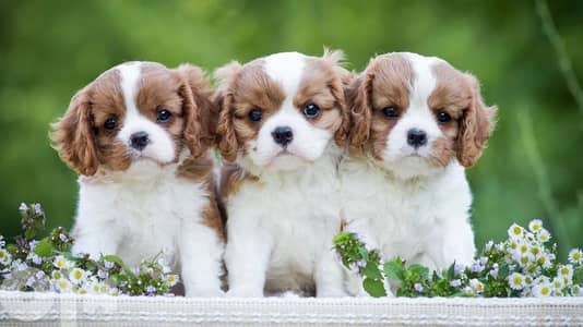 Cavalier King Charles