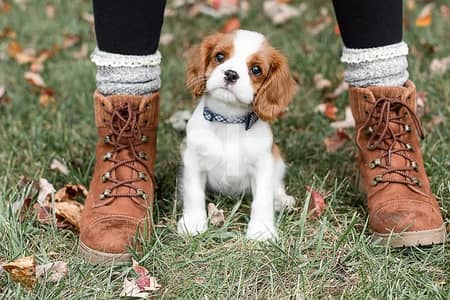 Cavalier King Charles