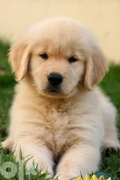 Golden Retriever Puppies كلاب dog