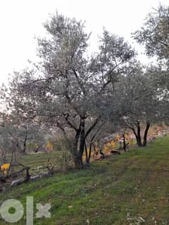 Olive Trees for Sale Decorative and Productive شجر زيتون كبير للبيع