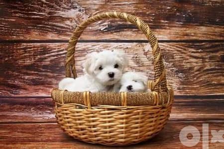 Mini bichon puppies special price