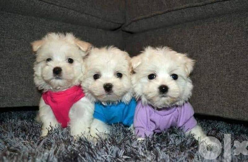 Mini bichon puppies special price 1