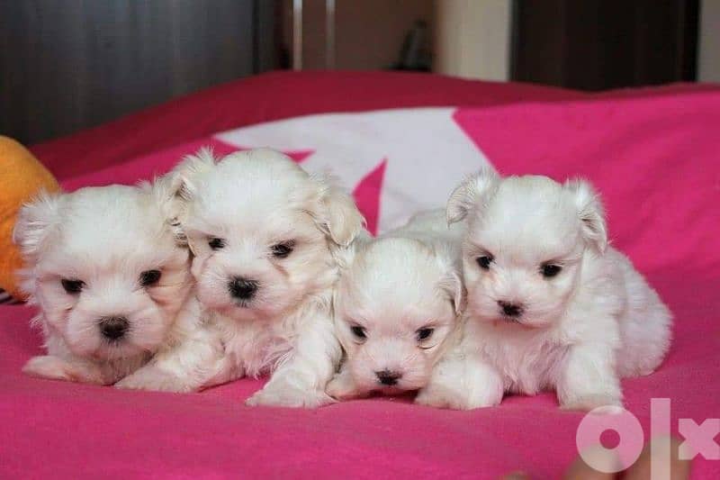 Mini bichon puppies special price 2