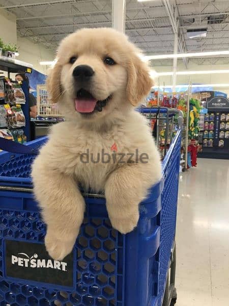 Golden Retriever Cute Puppies Available كلاب 0