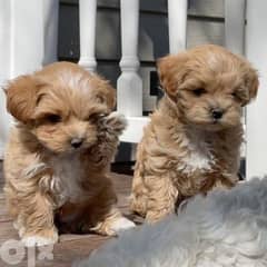 Olx maltipoo hot sale