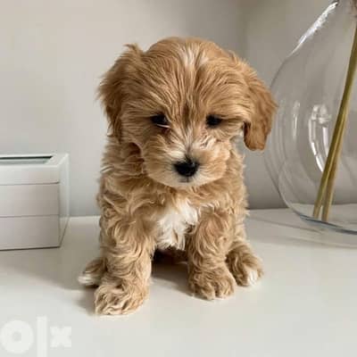 Imported Maltipoo goldish