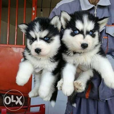 Husky puppies blue eyes in Store/ dog