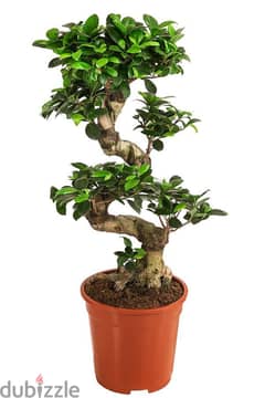 Curved bonsai