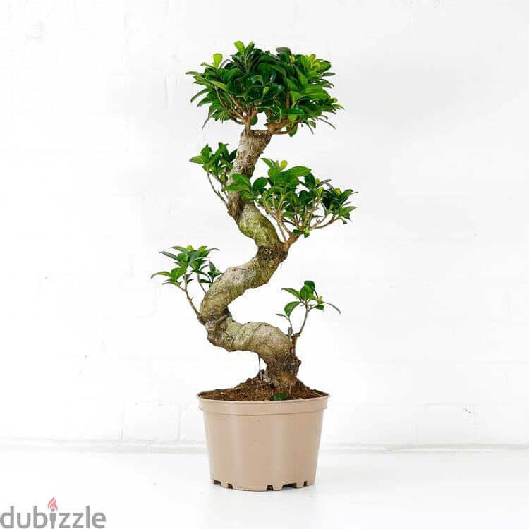 Curved bonsai 1
