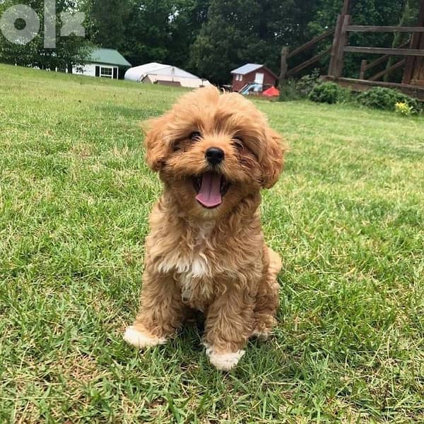 Imported cavapoo white and brown 0